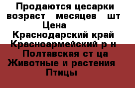 Продаются цесарки возраст 9 месяцев 12шт. › Цена ­ 600 - Краснодарский край, Красноармейский р-н, Полтавская ст-ца Животные и растения » Птицы   